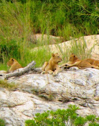 16April13   SPguest 16April13   SPguest