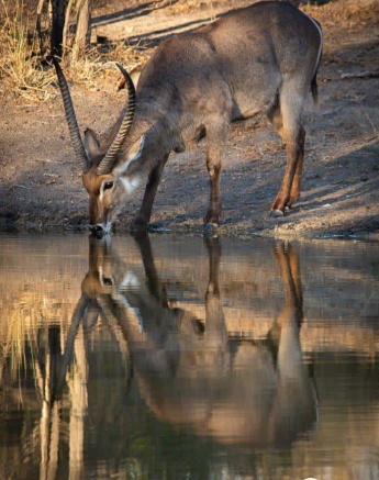06Kerry Lee Roberg Waterbuck Final 06Kerry Lee Roberg Waterbuck Final