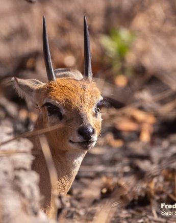 06Frederik Aucamp Steenbok 03 09 2019 4 Final 06Frederik Aucamp Steenbok 03 09 2019 4 Final