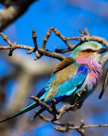 06Louise Murray 30082018 Lilac Breasted Roller Final 06Louise Murray 30082018 Lilac Breasted Roller Final