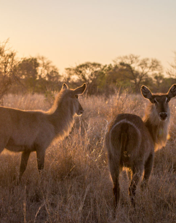 Waterbuck Backlit Waterbuck Backlit