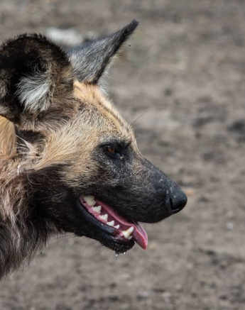 08Kerry Lee Roberg Wild Dogs.4 Final 08Kerry Lee Roberg Wild Dogs.4 Final