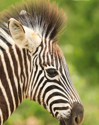 07Ally Ross Zebra Blog 03 Final 07Ally Ross Zebra Blog 03 Final