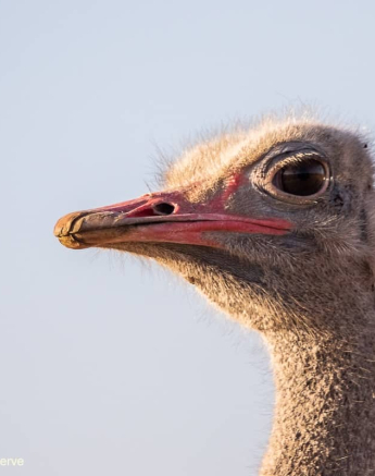 02Kevin Van Der Linde Ostrich 13072019 Final 02Kevin Van Der Linde Ostrich 13072019 Final
