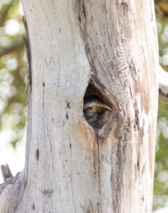 07Kevin Van Der Linde Southern Yellow Billed Hornbill Blog 6 Final 07Kevin Van Der Linde Southern Yellow Billed Hornbill Blog 6 Final