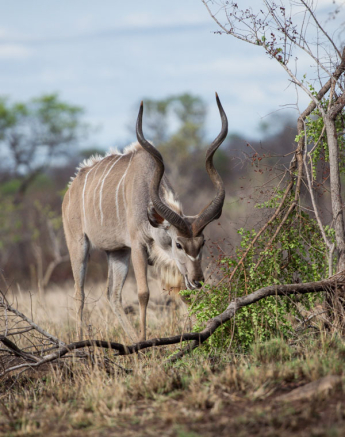 Kudu Kudu