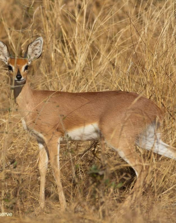 07Frederik Aucamp Steenbok 03 09 2019 5 Final 07Frederik Aucamp Steenbok 03 09 2019 5 Final