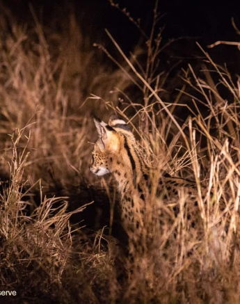 03Frederik Aucamp Serval 23 10 2019 1 Final 03Frederik Aucamp Serval 23 10 2019 1 Final