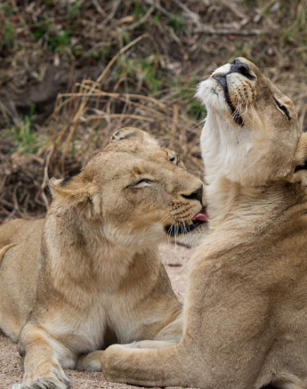 SP Lionesses 1 SP Lionesses 1