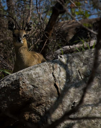03Kevan Dobbie Klipspringer 1510.1 Final 03Kevan Dobbie Klipspringer 1510.1 Final