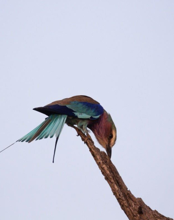 03Frederik Aucamp Lilac Breasted Roller 13 05 2019 Final 03Frederik Aucamp Lilac Breasted Roller 13 05 2019 Final