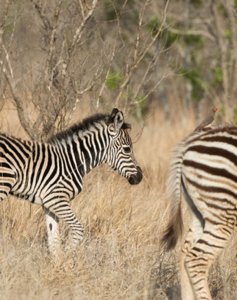 Zebra Foal Zebra Foal
