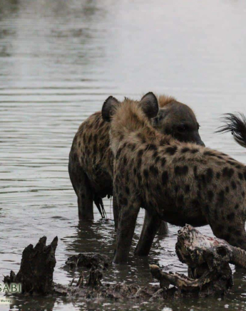 09Louise Murray Hyena On Waterbuck Kill Final 09Louise Murray Hyena On Waterbuck Kill Final