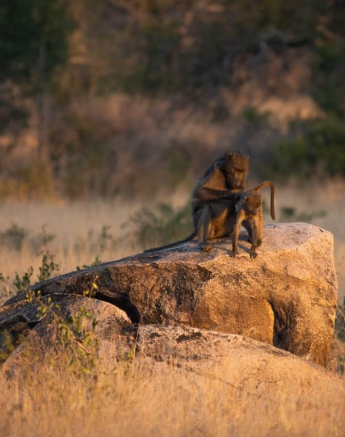07Kerry Lee Roberg Baboon.7 Final 07Kerry Lee Roberg Baboon.7 Final