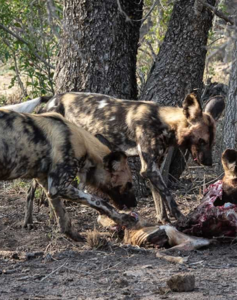 07Kerry Lee Roberg Wild Dogs.3 Final 07Kerry Lee Roberg Wild Dogs.3 Final