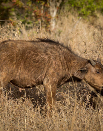 Buff Herd 1 Buff Herd 1