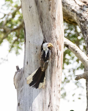 06Kevin Van Der Linde Southern Yellow Billed Hornbill Blog 5 Final 06Kevin Van Der Linde Southern Yellow Billed Hornbill Blog 5 Final