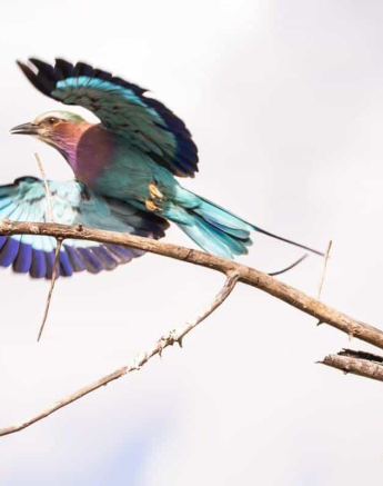 02Frederik Aucamp Lilac Breasted Roller 05 05 2019 Final 02Frederik Aucamp Lilac Breasted Roller 05 05 2019 Final