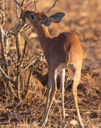 09Frederik Aucamp Steenbok 03 09 2019 7 Final 09Frederik Aucamp Steenbok 03 09 2019 7 Final