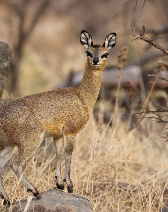 02Louise Murray Klipspringer 06082018 1 Final 02Louise Murray Klipspringer 06082018 1 Final