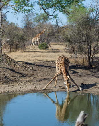 Giraffe Giraffe