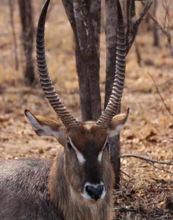 02Louise Murray Waterbuck Male Final 02Louise Murray Waterbuck Male Final