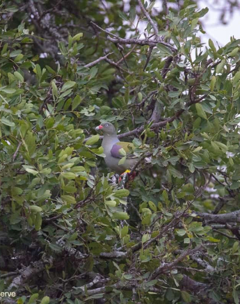 02Frederik Aucamp African Green Pigeon 03 09 2019 Final 02Frederik Aucamp African Green Pigeon 03 09 2019 Final