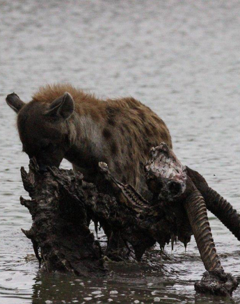 08Louise Murray Hyena On Waterbuck Kill 1 Final 08Louise Murray Hyena On Waterbuck Kill 1 Final