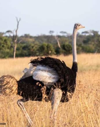 03Frederik Aucamp Ostrich 13 05 2019 High Res Final 03Frederik Aucamp Ostrich 13 05 2019 High Res Final