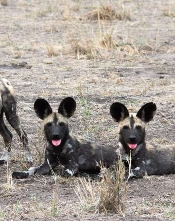 09Kerry Lee Roberg Wild Dogs.5 Final 09Kerry Lee Roberg Wild Dogs.5 Final