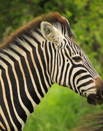 03Ally Ross Zebra Blog 01 Final 03Ally Ross Zebra Blog 01 Final