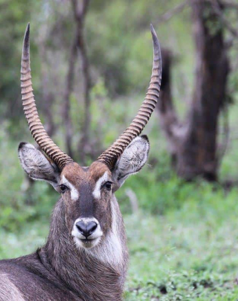07Louise Murray Waterbuck 1 Final 07Louise Murray Waterbuck 1 Final