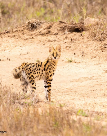 02Frederik Aucamp Serval 11 11 2018 Final 02Frederik Aucamp Serval 11 11 2018 Final