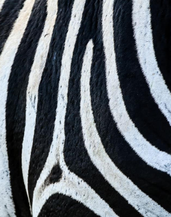 06Ally Ross Zebra Blog 05 Final 06Ally Ross Zebra Blog 05 Final