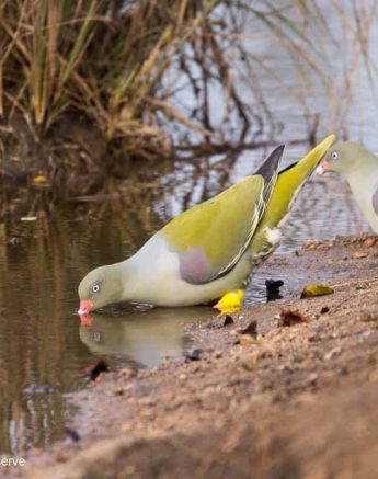 03Frederik Aucamp African Green Pigeon Final 03Frederik Aucamp African Green Pigeon Final
