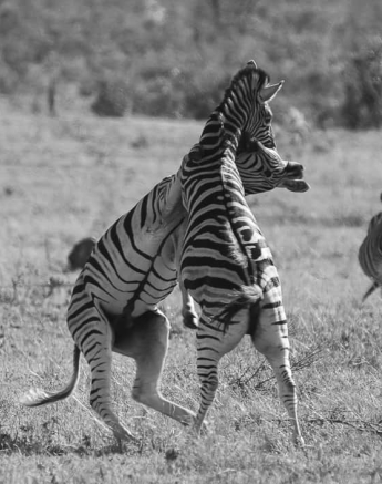 02Ally Ross Zebra Blog 2 Males Challenge  Final 02Ally Ross Zebra Blog 2 Males Challenge  Final