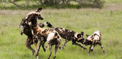 Wild Dog 5 Wild Dog 5