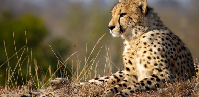 B02Daniel Greyvenstein Cheetah Cub 090922 1 Final B02Daniel Greyvenstein Cheetah Cub 090922 1 Final