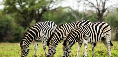 Zebra 5 Zebra 5