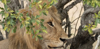 C03andries Lions.gijima Blog 4 Final C03andries Lions.gijima Blog 4 Final