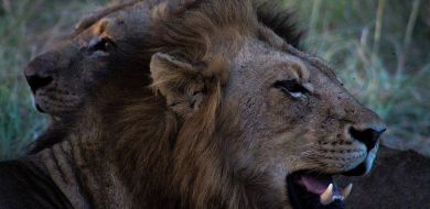 08Rebecca Boshoff Lion Kill 10 1 Of 1 Final 08Rebecca Boshoff Lion Kill 10 1 Of 1 Final