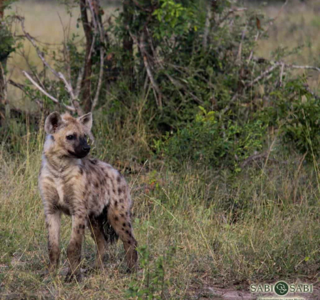 04Louise Murray Hyena Final 04Louise Murray Hyena Final