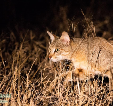 04Frederik Aucamp African Wild Cat Final 04Frederik Aucamp African Wild Cat Final