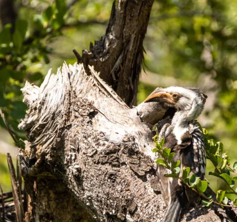 04Kevin Van Der Linde Southern Yellow Billed Hornbill Blog 3 Final 04Kevin Van Der Linde Southern Yellow Billed Hornbill Blog 3 Final