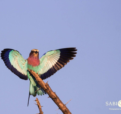 05Frederik Aucamp Lilac Breasted Roller In Flight 13 06 2019 Edit Final 05Frederik Aucamp Lilac Breasted Roller In Flight 13 06 2019 Edit Final