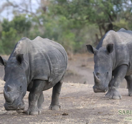 07Ally Ross Rhino Pair 02 Final 07Ally Ross Rhino Pair 02 Final