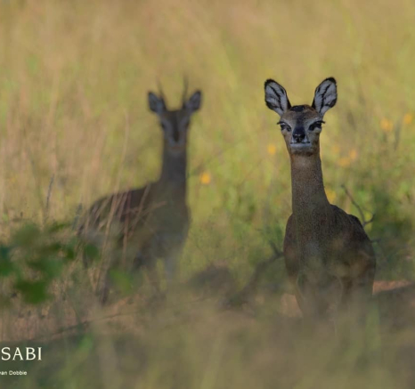 04Kevan Dobbie Klipspringer 240319 Final 04Kevan Dobbie Klipspringer 240319 Final