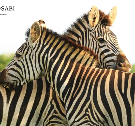 05Ally Ross Zebra Blog 04 Grooming Final 05Ally Ross Zebra Blog 04 Grooming Final