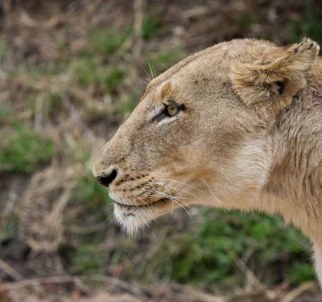 SP Lionesses 3 SP Lionesses 3