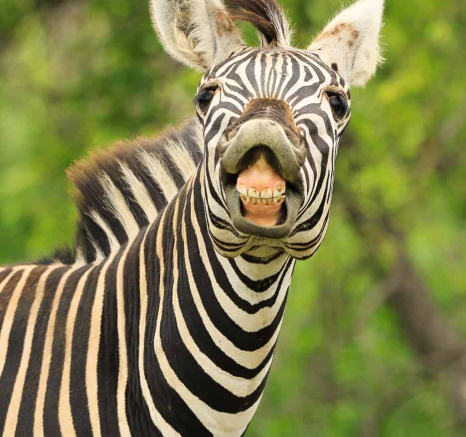 04Ally Ross Zebra Blog 02 Final 04Ally Ross Zebra Blog 02 Final